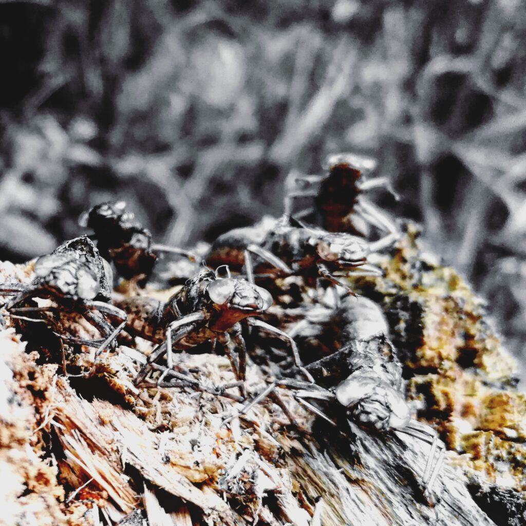 Early Projects (Album)